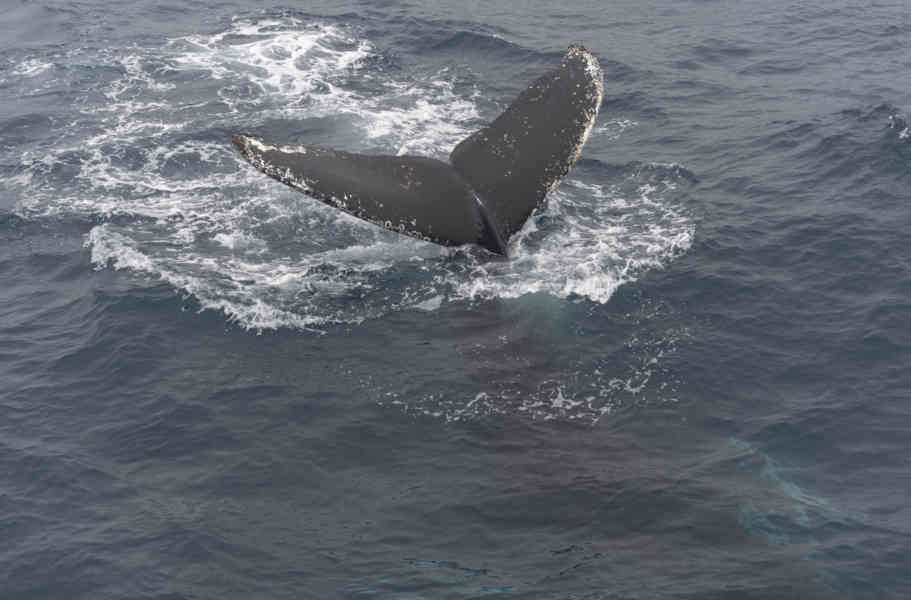 Ballena Jorobada - islas Georgias del Sur 03.jpg